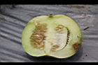 香瓜-果-縱05.JPG