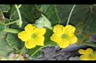 香瓜-花06.JPG