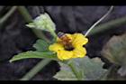 香瓜-花07.JPG