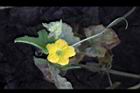 香瓜-花19.JPG