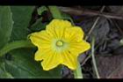 香瓜-雄花00.JPG
