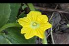 香瓜-雄花01.JPG