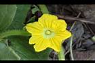 香瓜-雄花03.JPG