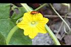 香瓜-雄花04.JPG