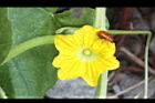 香瓜-雄花08.JPG