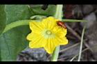 香瓜-雄花10.JPG