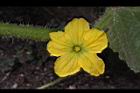 香瓜-雌花03.JPG