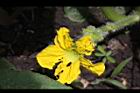 香瓜-雌花06.JPG