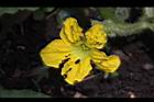 香瓜-雌花09.JPG