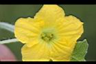 香瓜-雌花10.JPG