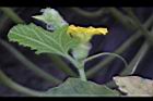 香瓜-雌花23.JPG