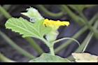 香瓜-雌花24.JPG