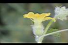 香瓜-雌花29.JPG