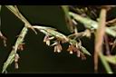 香茅草-花00.JPG