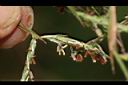 香茅草-花01.JPG