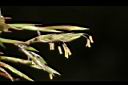 香茅草-花02.JPG