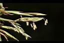香茅草-花03.JPG