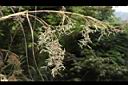 香茅草-花序01.JPG