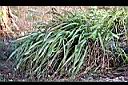 香茅草08.jpg