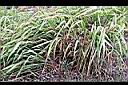 香茅草14.jpg