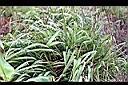 香茅草20.jpg
