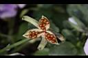 香菫菜-種子03.JPG