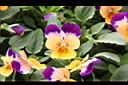 香菫菜-粉花0.JPG