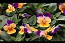 香菫菜-粉花2.JPG
