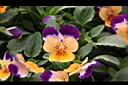 香菫菜-粉花3.JPG