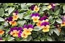 香菫菜-粉花4.JPG