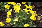 香菫菜-黃花04.JPG