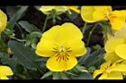香菫菜-黃花20.JPG