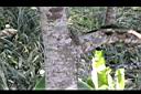 香葉樹-莖2.JPG
