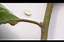 香葉樹-葉柄1.JPG