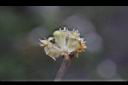 香葉樹-雄花29.JPG