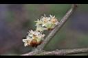 香葉樹-雄花39.JPG