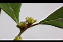 香葉樹-雌花02.JPG