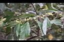 香葉樹-雌花序14.JPG
