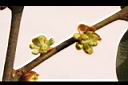 香葉樹-雌花苞1.JPG