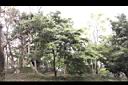香葉樹07.JPG
