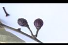 香葉樹-乾實3.jpg