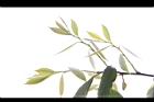 香葉樹-幼葉02.JPG