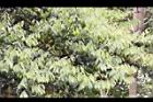 香葉樹-新葉1.JPG