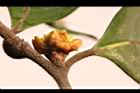 香葉樹-苞片1.JPG