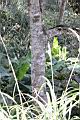 香葉樹-莖0.JPG