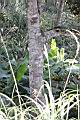 香葉樹-莖1.JPG