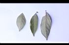香葉樹-葉08.jpg