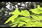 香葉樹-葉15.JPG