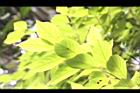 香葉樹-葉16.JPG