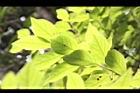 香葉樹-葉17.JPG